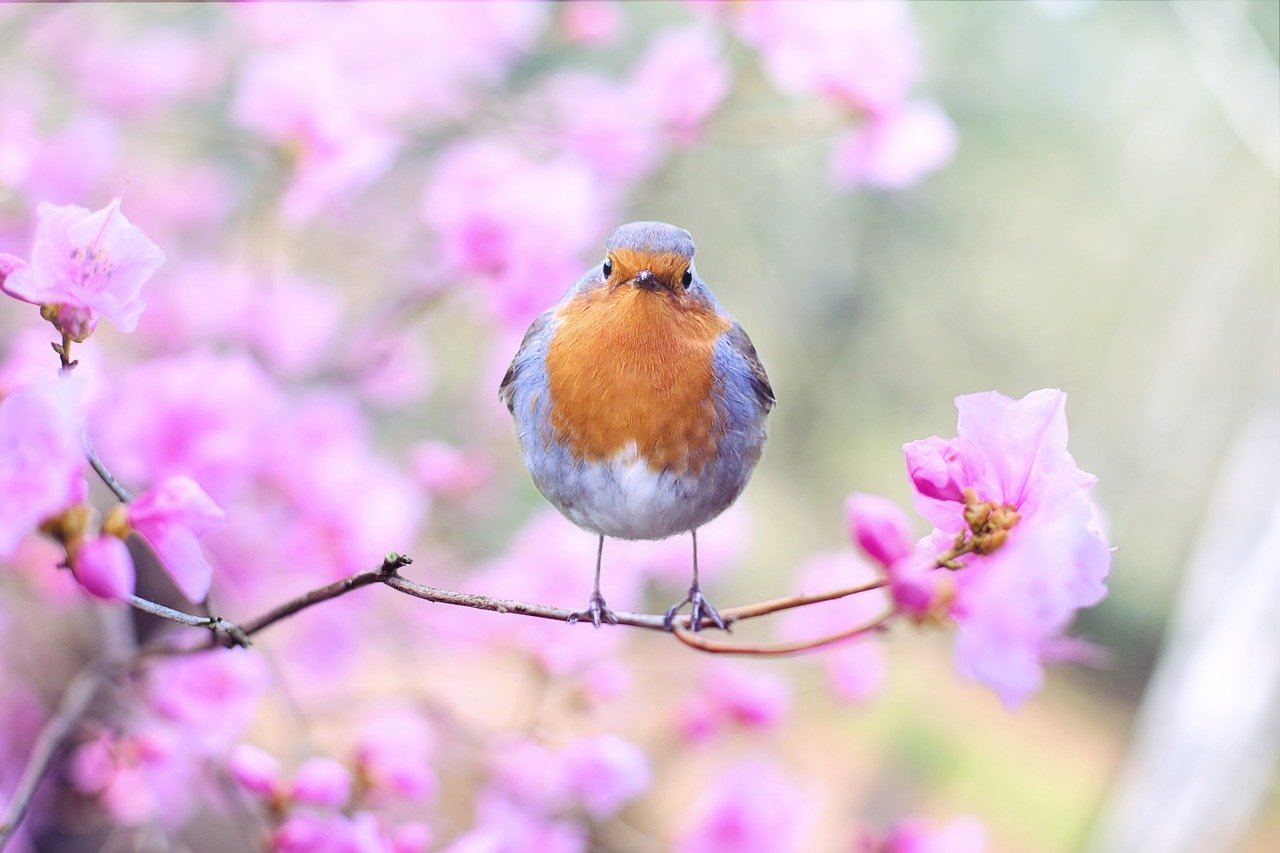 Raccontiamo le Donne e la Natura
