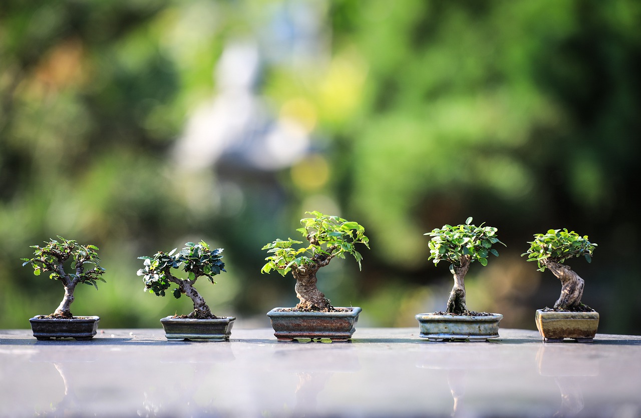 🌲🌱🪴MOSTRA DEI BONSAI A MAROSTICA🪴🌱🌲