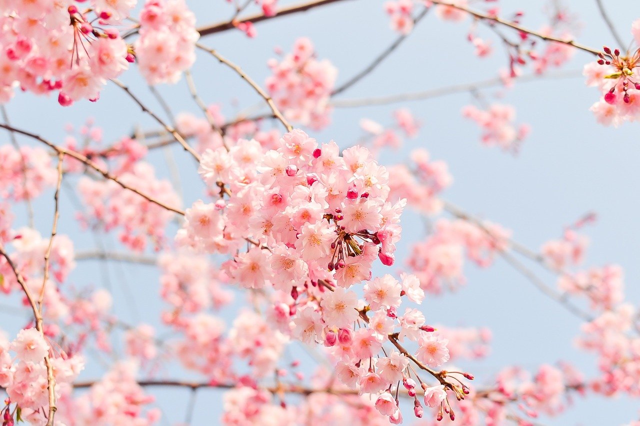 🌸 𝐴𝑠𝑝𝑒𝑡𝑡𝑎𝑛𝑑𝑜 𝑙𝑎 𝑅𝑒𝑔𝑖𝑛𝑎 𝑅𝑜𝑠𝑠𝑎 🍒