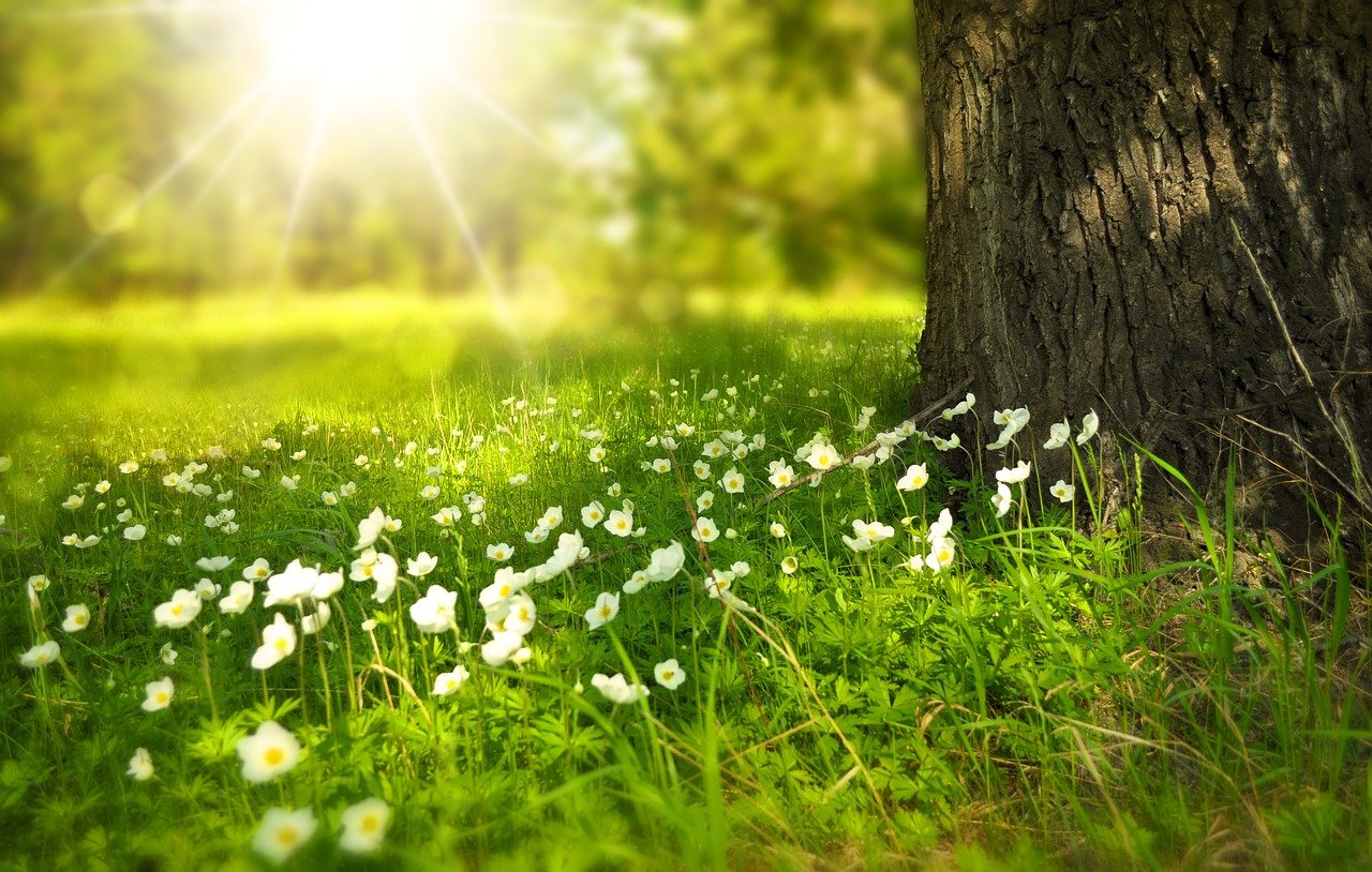 Suoni e Rumori della Natura - L'Ambiente Sociale & Culturale di Mario Rigoni Stern