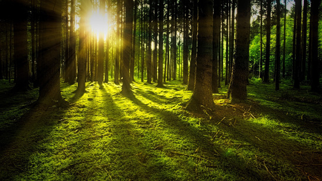Quattro passi nella Storia - Il respiro del bosco